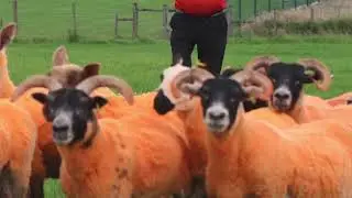 All Ireland Football Final 2024
