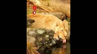 Lion Drink Water #wildlife #animals #shorts
