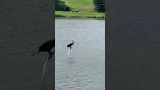 Cormorant Dive