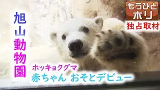 【独占】旭山 かわいいホッキョクグマの赤ちゃん おそとデビュー