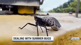 Muggy And Buggy: Insect Swarms Spread Across The US