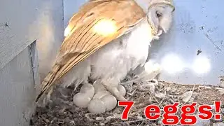 🦉🥚 Barn Owl Stands Up Revealing 7 Eggs