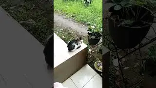 lagi apa‼️ #抖音舞蹈 #douyin #odaycotrend #danceener #trending #dance #cat #chatstory #cute