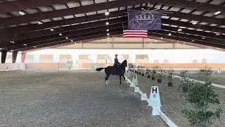Roseridge Harlequins Joy GCH - Level 3 - 72.969%