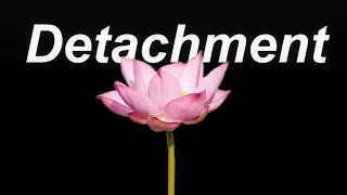 Be Like the Lotus: A Deep Spiritual Meaning