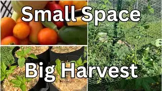 Grow More Vegetables in Less Space: Easy Tips for Small Gardens