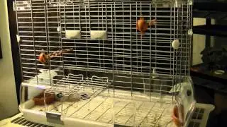 Vision Bird Cage Review