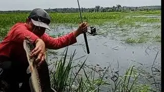 tanpa leader umpan katak jackpot Toman.. #OkeSegituSaja