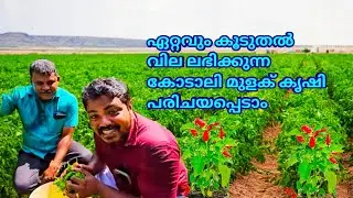ഏറ്റവും കൂടുതൽ വില ലഭിക്കുന്ന കോടാലി മുളക് കൃഷി പരിചയപ്പെടാം