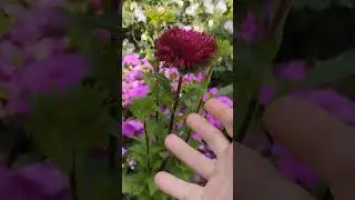Астры и не только