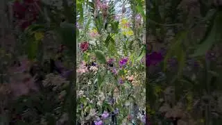 Floating orchid garden in Tokyo. #tokyo #orchid #garden #teamlab #teamlabplanets #japan #floating