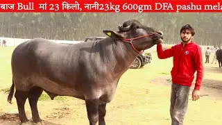 बाज Bull  मां 23kg or  नानी 23 kg 600gm आम किसान का Bull  DFA pashu mela आया  