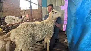  Hyderabadi Goats and Amingad sheep available  with Nawaz Bhai +91 97423 13559 #goat #sheep #sheeps 