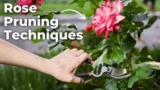 Rose Pruning Techniques: Boosting Health and Blooms