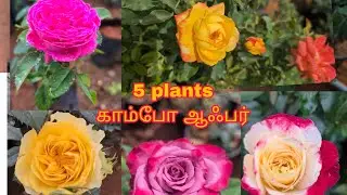 Five of 8 types of roses for only Rs. 350🌹#rose #flowers #nature #offers #new #love #plants