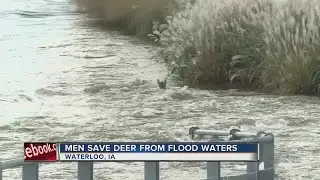 Men save deer from drowning in Iowa