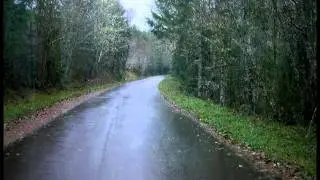 Pine Forest Rain