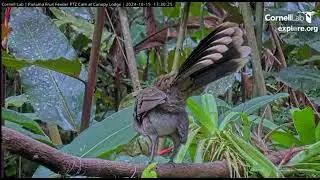 Fruit Feeder Cam PTZ at Canopy Lodge, Anton Valley, Panama, explore.org, October 15, 2024