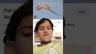 Rat-tailed maggots! #foryou #animalfacts #funfacts #gross #fypシ #dronefly