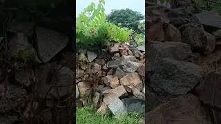 rain nalgonda
