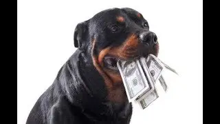 Top 10 MOST EXPENSIVE DOG BREEDS 2017 - 2018 (Affordable?)
