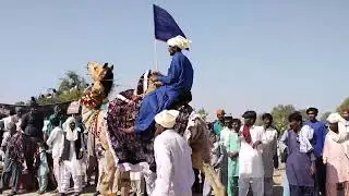 Camel Dance in Desert January 22, 2022