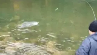 Steelhead fishing on the Zymoetz (Copper) River