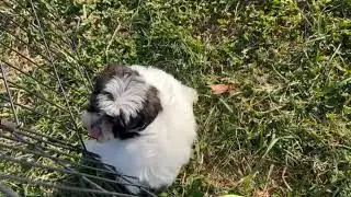 Darling Havanese Puppy Jean    SD 480p
