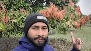 🍒অনেক দিন পর আমার লিজ নেয়া লিচুর বাগানে এসে যা  দেখলাম🍒।।২৭.১২.২০২৫।।