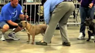 The Bully Market Video year Book TEASER