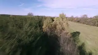 Belgian Forest