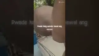 alak pa