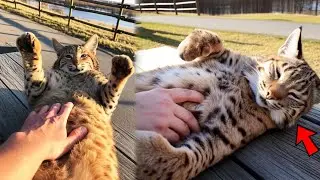 Bobcat Stole My Seat and Refused to Leave—But Gave Me Something That Changed My Life Forever