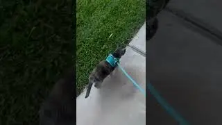 Let&rsquo;s take the cat out for a walk! #cat #catwalk #catwalking #tortie #walk #fitness