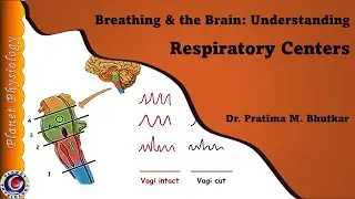 Respiratory centers | Regulation of respiration- Part 1