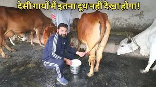 अब नहीं कहोगे कि देसी गाय दूध नहीं देती|Top cow sahiwal Gir Full Milking @ Dairy farm