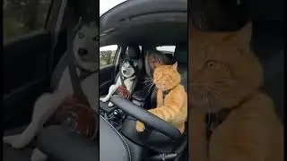 Cat takes his friends for a high speed ride