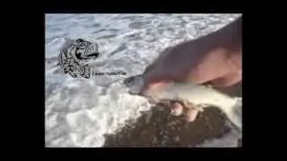 HunterFish - Pesque & Solte