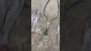 Mancing Ikan sungai Mahakam Samarinda dapat Ikan Patin Baung dan Udang Galah