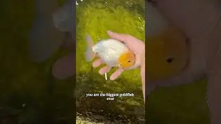 The BIGGEST GOLDFISH EVER