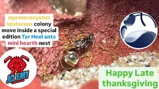 Myrmecocystus Testaceus move into Tar Heel Ants special edition Mini hearth late thanksgiving #ants