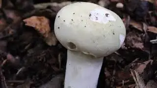 Ich finde viele verschiedene Täublinge (russula) im Oktober im südlichen Burgenland