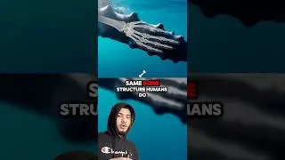 Whales Still Have Hands Inside Their Fins