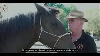 Cheval Partenaire antoine Vidé  session Van