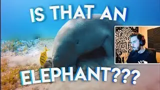 IS THAT AN ELEPHANT ?? | Stream Highlights