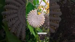 Macrame sea shell bag #trending #viral #shorts #handmade #diy #smallbusiness #video #macrame
