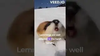 The Lemmings theory 🧐😇