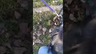 Słodke brzusio do miziania - Tedzio 🥰