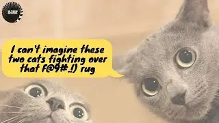 😱 Cats fight about the new 3d vortex illusion rug #catpranks #catday #IndoorSinkhole #CatReact