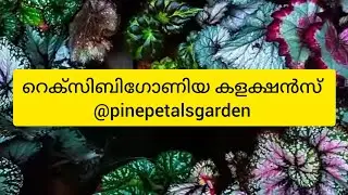 Rexibegonia പ്ലാന്റുകളുടെ വിവിധ കളക്ഷൻ @pinepetalsgarden #homegarden #plantsale 